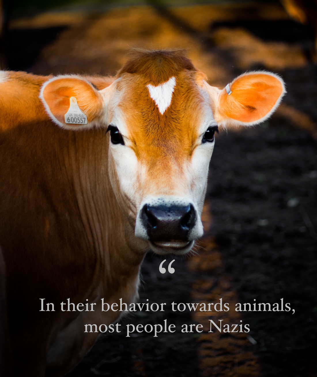 Close-up of a brown cow with gentle eyes