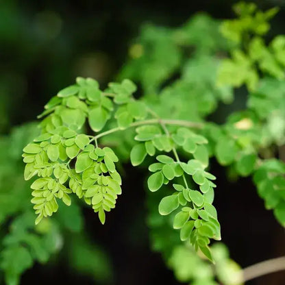 moringa benefits